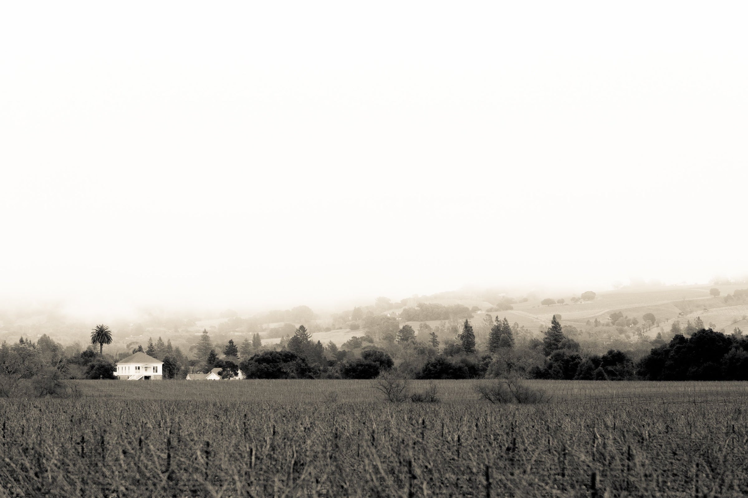 Favia Ericson Winegrowers